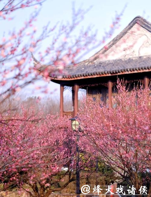 太湖梅景上线！东山、光福迎来最佳观赏期